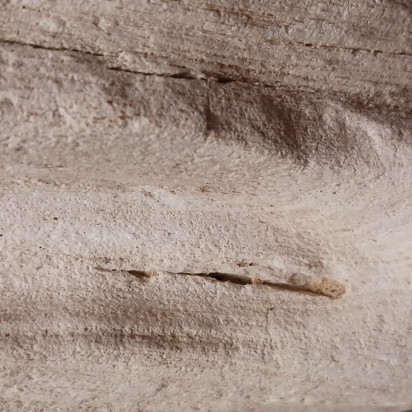 Petrified wood - Picture 14 of 16